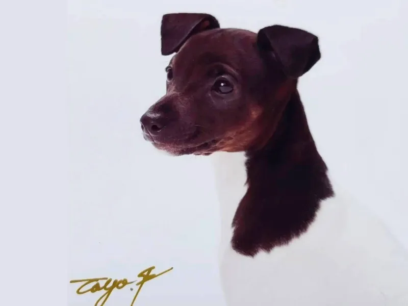 埼玉県のドッグラン＆カフェ　LOVEWAN